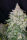 Fast Buds Stardawg AUTO - 3 automatisierte Samen