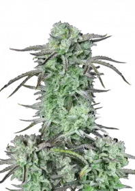 Fast Buds Strawberry Banana AUTO - 3 autoflowering Samen