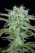 Fast Buds Strawberry Banana AUTO - 3 automated seeds