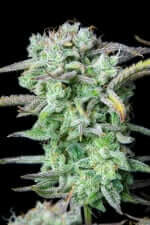 Fast Buds Strawberry Banana AUTO - 3 autoflowering Samen