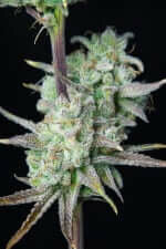 Fast Buds Strawberry Banana AUTO - 3 autoflowering Samen