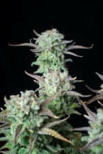 Fast Buds Strawberry Banana AUTO - 3 autoflowering Samen