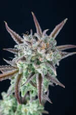 Fast Buds Strawberry Banana AUTO - 3 automatisierten Samen