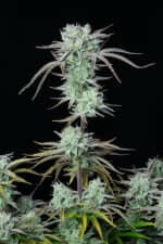 Fast Buds Strawberry Banana AUTO - 3 automatisierten Samen