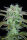 Fast Buds Strawberry Banana AUTO - 3 autoflowering Samen