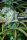 Fast Buds Strawberry Banana AUTO - 3 autoflowering Samen