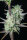 Fast Buds Strawberry Banana AUTO - 3 autoflowering Samen