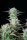 Fast Buds Strawberry Banana AUTO - 3 autoflowering Samen