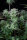 Fast Buds Strawberry Banana AUTO - 3 autoflowering Samen