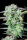 Fast Buds Strawberry Banana AUTO - 3 automatisierten Samen