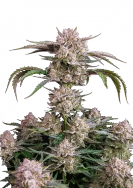 Fast Buds Strawberry Gorilla AUTO - 3 autoflowering Samen