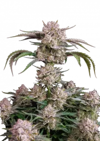 Fast Buds Strawberry Gorilla AUTO - 3 autoflowering Samen