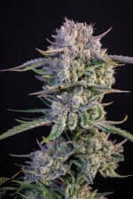 Fast Buds Strawberry Gorilla AUTO - 3 autoflowering Samen