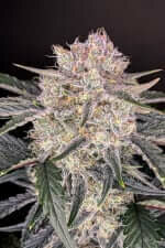 Fast Buds Strawberry Gorilla AUTO - 3 automatisierten Samen