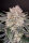 Fast Buds Strawberry Gorilla AUTO - 3 autoflowering Samen