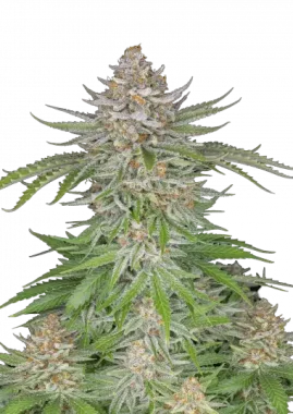 Fast Buds Strawberry Pie AUTO - 3 autoflowering Samen