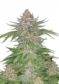 Fast Buds Strawberry Pie AUTO - 3 automated seeds