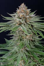 Fast Buds Strawberry Pie AUTO - 3 automated seeds