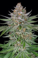 Fast Buds Strawberry Pie AUTO - 3 autoflowering Samen