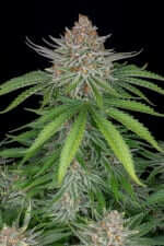 Fast Buds Strawberry Pie AUTO - 3 autoflowering Samen