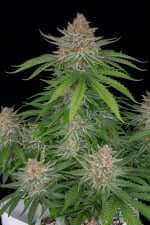 Fast Buds Strawberry Pie AUTO - 3 autoflowering Samen