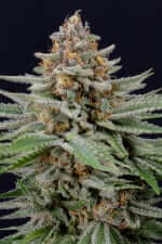 Fast Buds Strawberry Pie AUTO - 3 automatisierten Samen