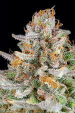 Fast Buds Strawberry Pie AUTO - 3 automatisierten Samen