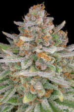 Fast Buds Strawberry Pie AUTO - 3 automatisierten Samen