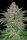 Fast Buds Strawberry Pie AUTO - 3 autoflowering Samen