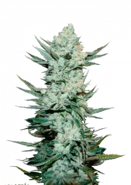 Fast Buds Tangie AUTO - 3 autoflowering Samen