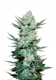 Fast Buds Tangie AUTO - 3 automated seeds