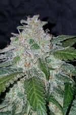 Fast Buds Tangie AUTO - 3 automated seeds