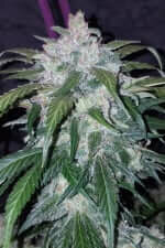 Fast Buds Tangie AUTO - 3 autoflowering Samen