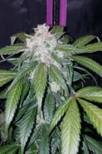 Fast Buds Tangie AUTO - 3 autoflowering Samen