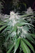 Fast Buds Tangie AUTO - 3 autoflowering Samen