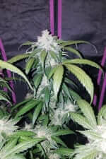 Fast Buds Tangie AUTO - 3 autoflowering Samen