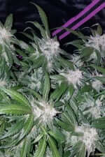 Fast Buds Tangie AUTO - 3 autoflowering Samen