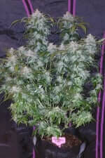 Fast Buds Tangie AUTO - 3 automatisierte Samen