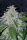 Fast Buds Tangie AUTO - 3 autoflowering Samen