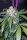 Fast Buds Tangie AUTO - 3 autoflowering Samen