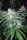 Fast Buds Tangie AUTO - 3 autoflowering Samen