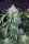 Fast Buds Tangie AUTO - 3 autoflowering Samen