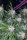 Fast Buds Tangie AUTO - 3 automatisierte Samen