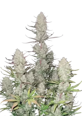 Fast Buds Tropicana Cookies AUTO - 3 autoflowering Samen