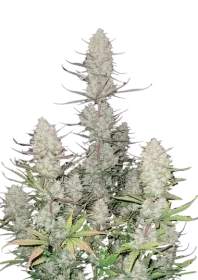 Fast Buds Tropicana Cookies AUTO - 3 automated seeds