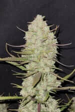 Fast Buds Tropicana Cookies AUTO - 3 automated seeds