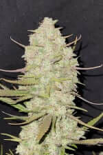 Fast Buds Tropicana Cookies AUTO - 3 autoflowering Samen