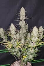 Fast Buds Tropicana Cookies AUTO - 3 autoflowering Samen