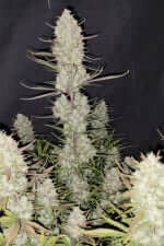 Fast Buds Tropicana Cookies AUTO - 3 automatisierten Samen