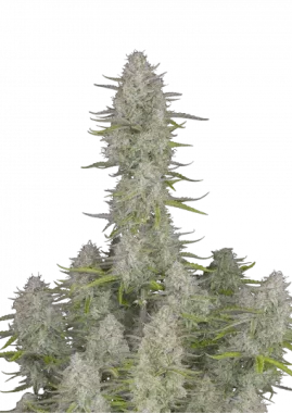 Fast Buds Wedding Cheesecake AUTO - 3 autoflowering Samen